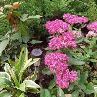 Рассада, цветы, растения, клубника Барнаул