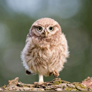 Супервидеодискотека