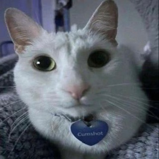 амур точка веб