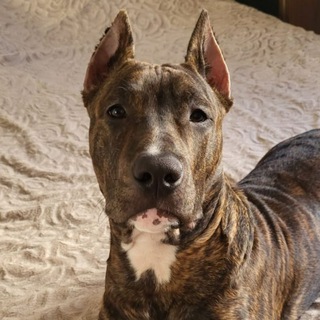 🖤Амстафф Spaik🖤