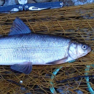Рыба с Севера 🐟🐟🐟