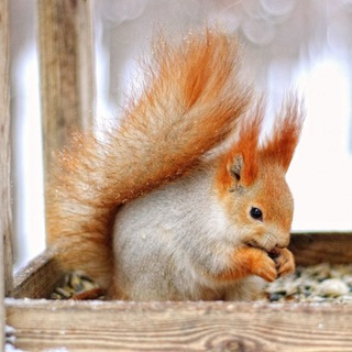 Спасём Берёзовую рощу