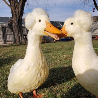 Объявления. Сельхоз.Агро.Скот, птица, корма, зерно. Мариуполь, Володарск, Боевое, Розовка, Мангуш, Сартана, Саханка, Новоазовск.