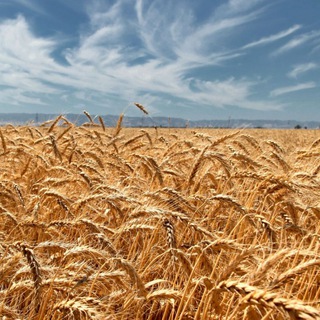 Работа Зерновозам