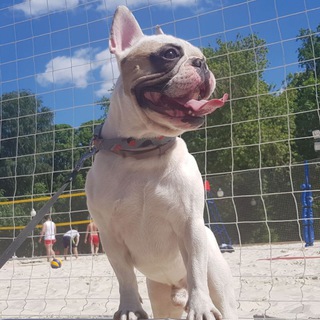 Собакены в ЖК ЛУЧИ 🐕