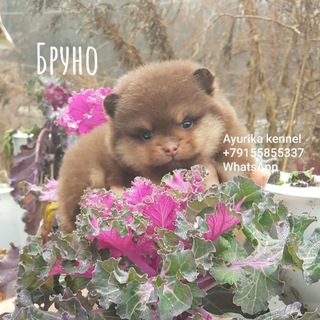 Spitz Pomeranian puppies . ALL COLORS !!!