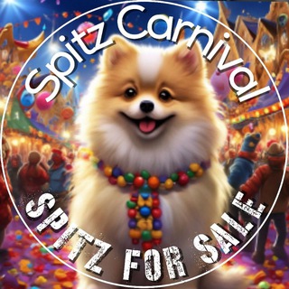 Померанский шпиц 🐾 купить продать - Spitz Carnival - Pomeranian for Sale