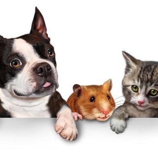 ЖК «Sreda» Питомцы