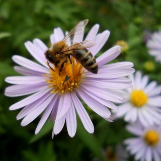 Наш Тенториум🐝👍