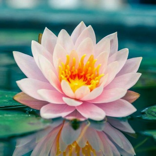 Самуи🎍Здоровье Красота