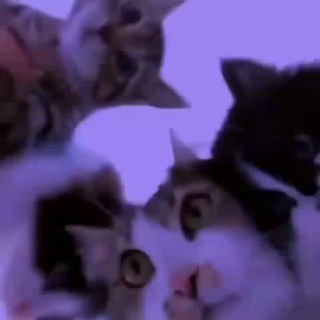 * Тут музло * <meow-meow>