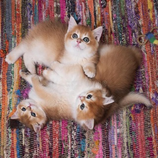 Вязка.Продажа.Покупка.Запросы на животных