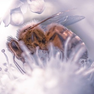 War of Insects - group