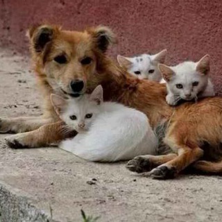 Пристройство животных.Помощь приюту 4 лапы.