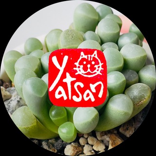 Суккуленты отвечают 💬