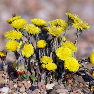 За ТРАВУ! Против антиозеленителей!