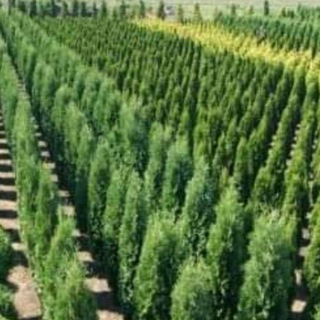 ПИТОМНИКИ ДЕКОРАТИВНЫХ РАСТЕНИЙ РФ