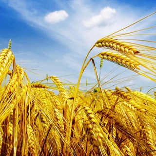 🌾Рынок Зерна России🌽