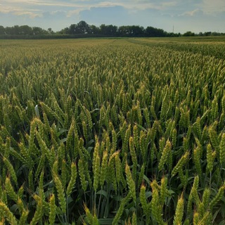 Россия Оптовая торговля зерном