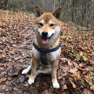 Зевс, ко мне!