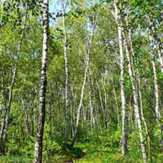 ЖК Life-Кутузовский