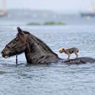 Любители животных Мелитополь