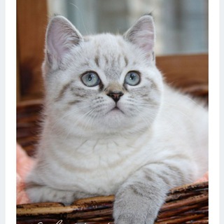 🐶 Зообазар🐱Мариуполь🦚 ZOO BAZAR