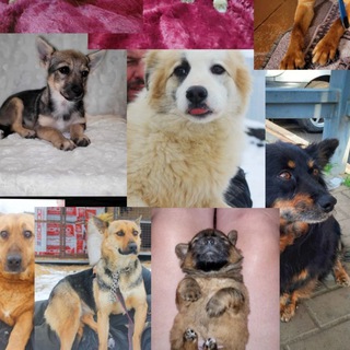 Спасение животных👨‍👩‍👧‍👦ЧАТ👨‍👩‍👦‍👦