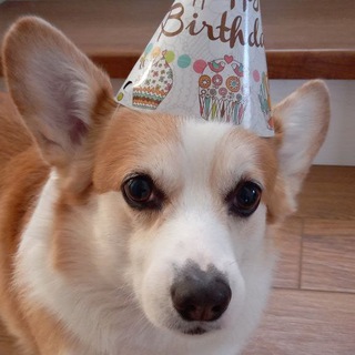 Окоржаченные города К.