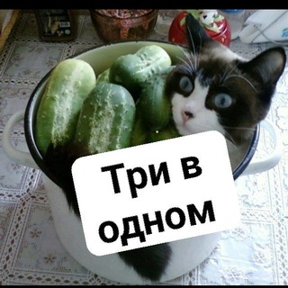 Три в одном - новички