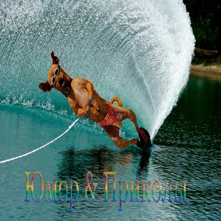 Чат Видео и Юмор и Анекдоты