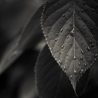 Черный лист🖤