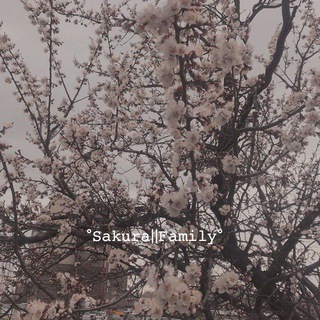 °𝚂𝚊𝚔𝚞𝚛𝚊||𝙵𝚊𝚖𝚒𝚕𝚢°