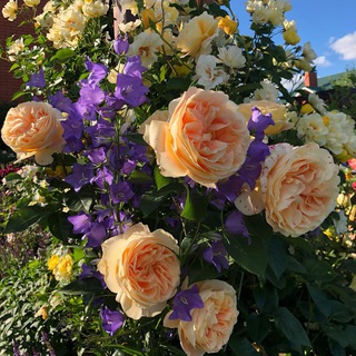 Закупки Юлинсад - Розы, Азалии , верески, многолетники из Европы