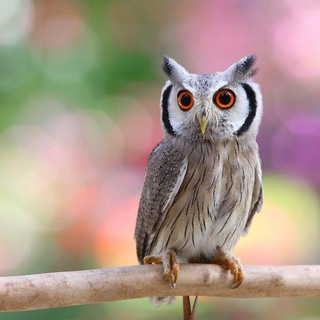 СовоСова российская компания.Здоровье.Долголетие.Изобилие во всем.