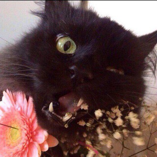 Трололігво кіберспрута