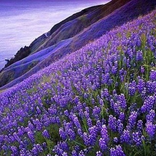 Психология/Анастасия Даниелян