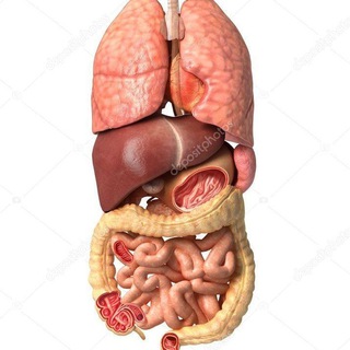 Подготовка к экзу по анатомии by Humble