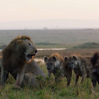 Анатомия алчности и лицемерия , рувейбиды