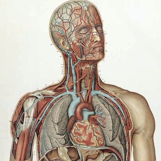 🫀𝓐𝓷𝓪𝓽𝓸𝓶𝔂🫀