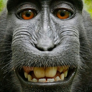 Анекдоты телеграмма 😂