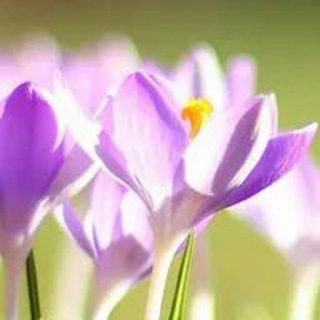 Твой расцвет 🌅🌹 Chat