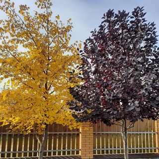 Питомник растений СТиВ-сад г. Бердск