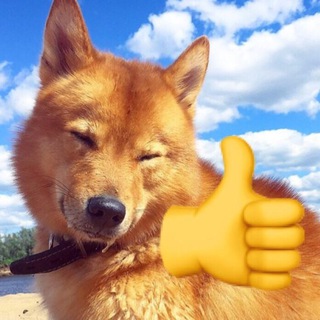 Карельские лайки