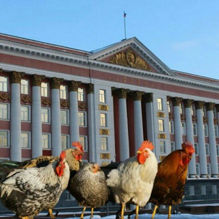 Вести из КУРятника