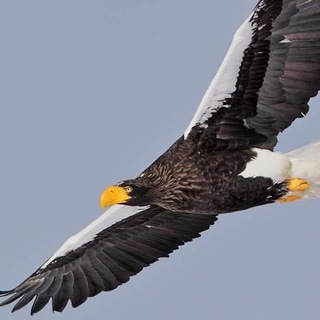 Сахалинский Орлан / Северный Сахалин