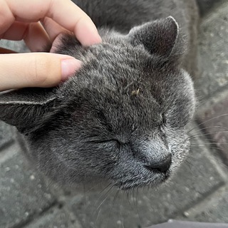 дыня