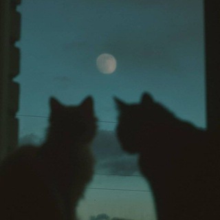 Лᴏжᴇчᴋᴀ джᴇʍᴀ🤍