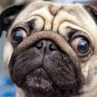 Мопс на Тильте