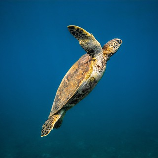 ЖИВОЙ | А. Дегтяренко |